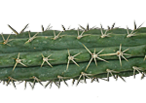 Peruvian Torch Cactus ( Trichocereus peruvianus)
