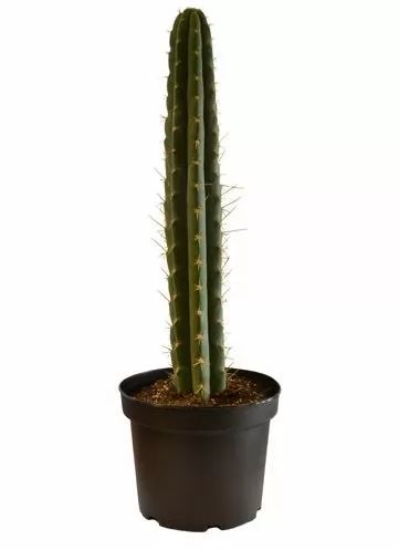 Peruvian-Torch-In-Soil.jpg Peruvian Torch in soil – Trichocereus Peruvianus (Big)