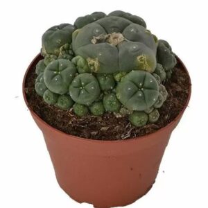 Peyote Cluster – Lophophora Williamsii