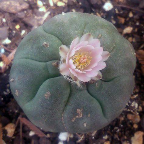 Peyote-seeds-1.jpg Peyote Seeds (Lophophora Williamsii) - Image 2