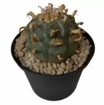 Peyote2.jpg Peyote (Lophophora Williamsii) - Image 3