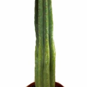 Home San Pedro Cactus in soil | Trichocereus pachanoi (Big)