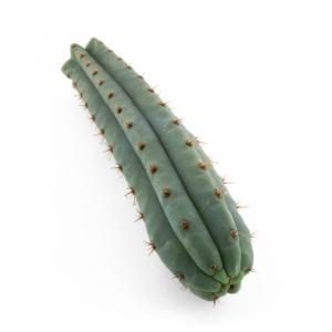 San Pedro Macrogona (Trichocereus)