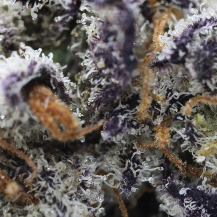 kushmints-macro2.png MuM’s Cannabis – Kush Mints (Smalls) - Image 2