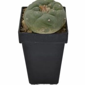 Home Lophphora fricii – Peyote Fricii (3cm – 5cm)