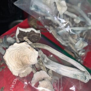 Home Penis Mushrooms