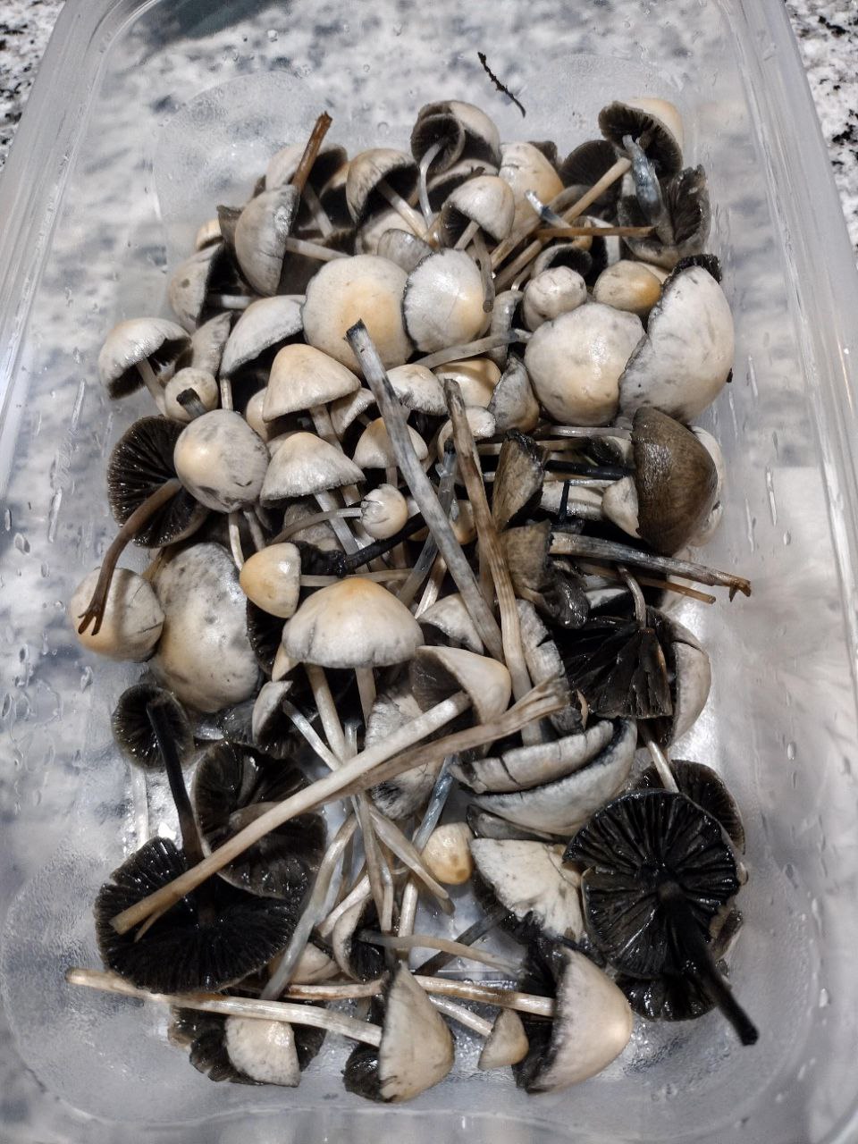 photo_2023-07-29_16-18-12.jpg Blue Meanie mushrooms