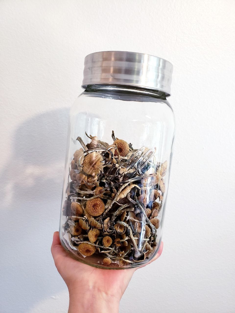 photo_2023-07-29_16-19-08.jpg Golden Teacher Mushrooms